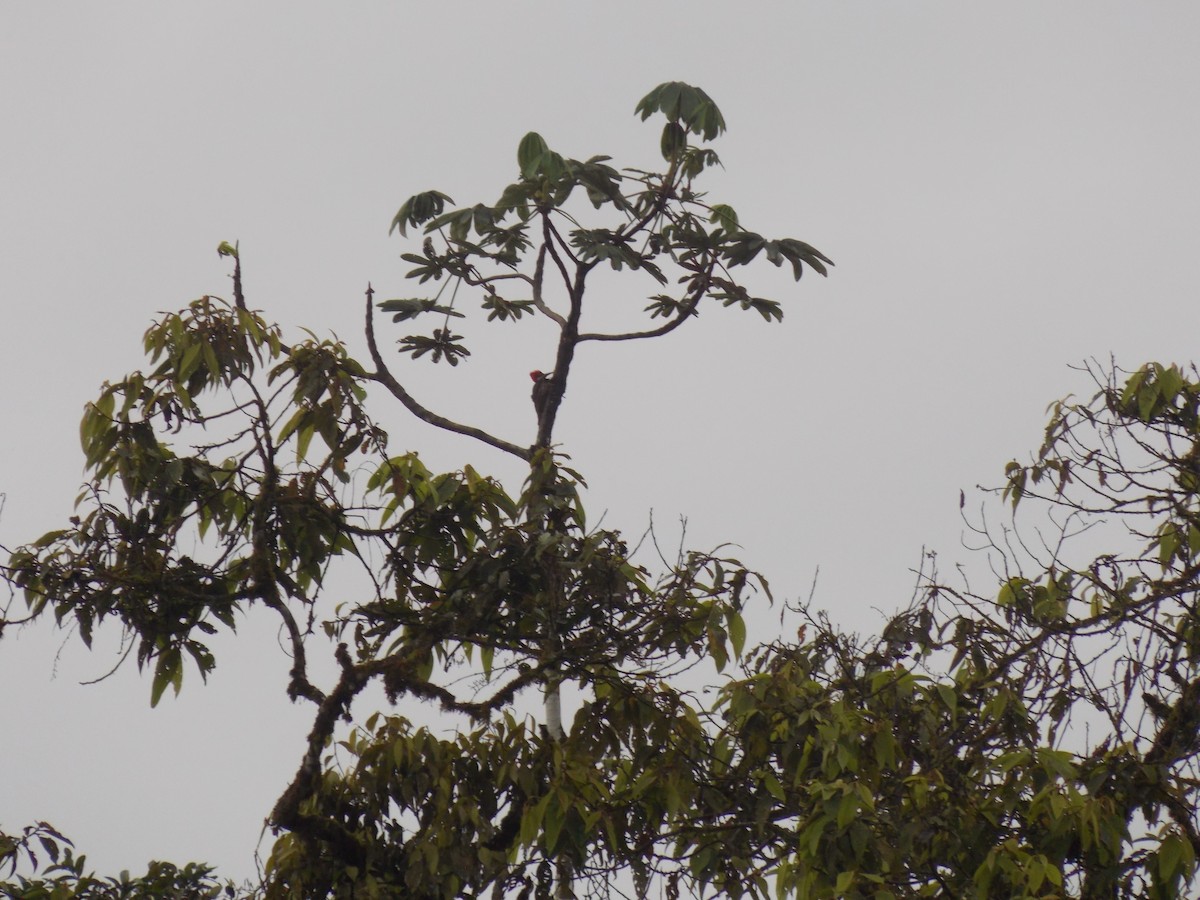 Guayaquil Woodpecker - ML456841191