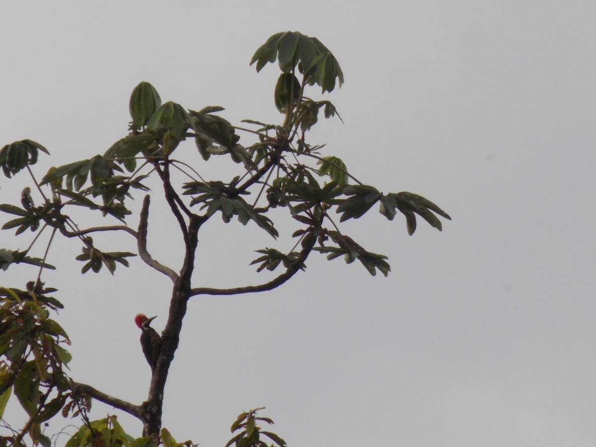 Guayaquil Woodpecker - ML456841201
