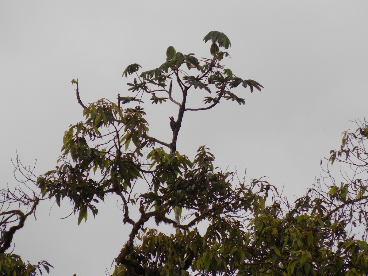 Guayaquil Woodpecker - ML456841211