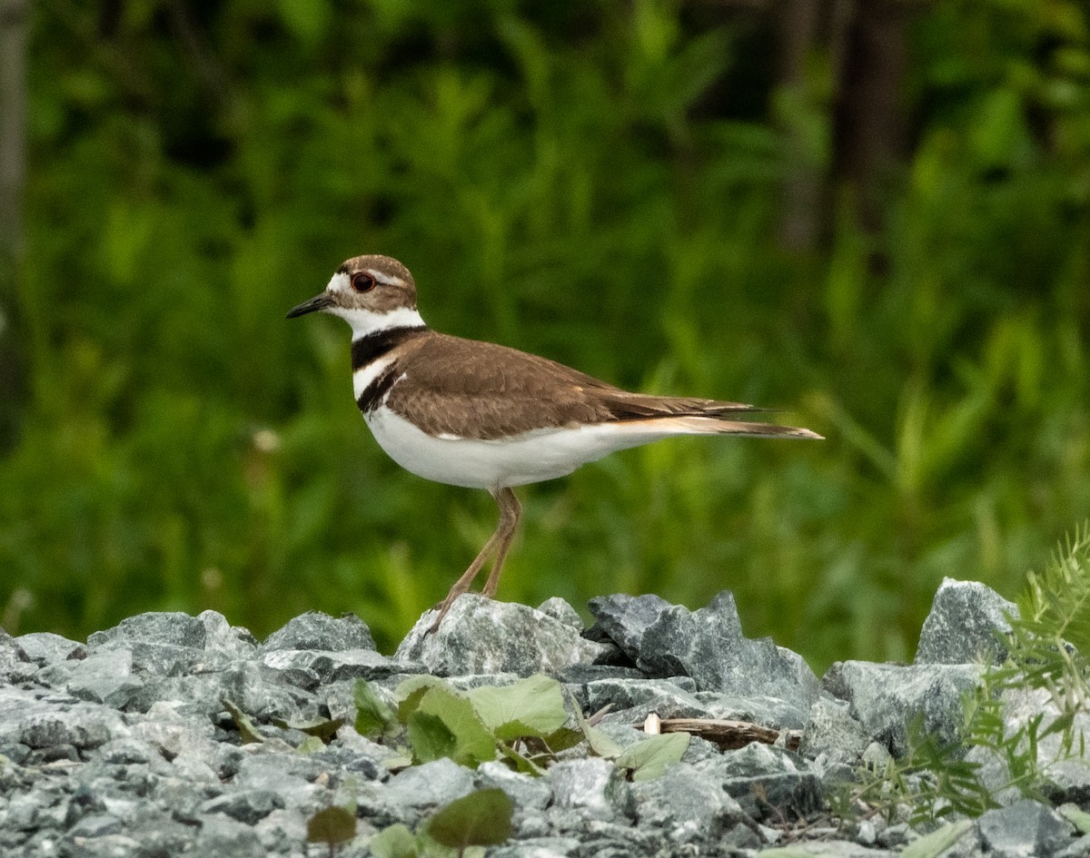 Killdeer - ML456841641