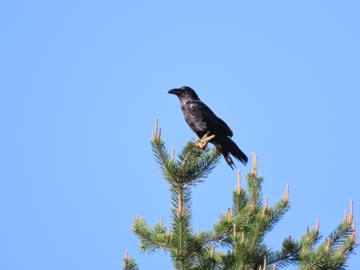 Grand Corbeau - ML456841701