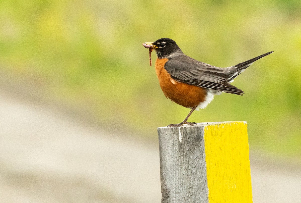 American Robin - ML456841831