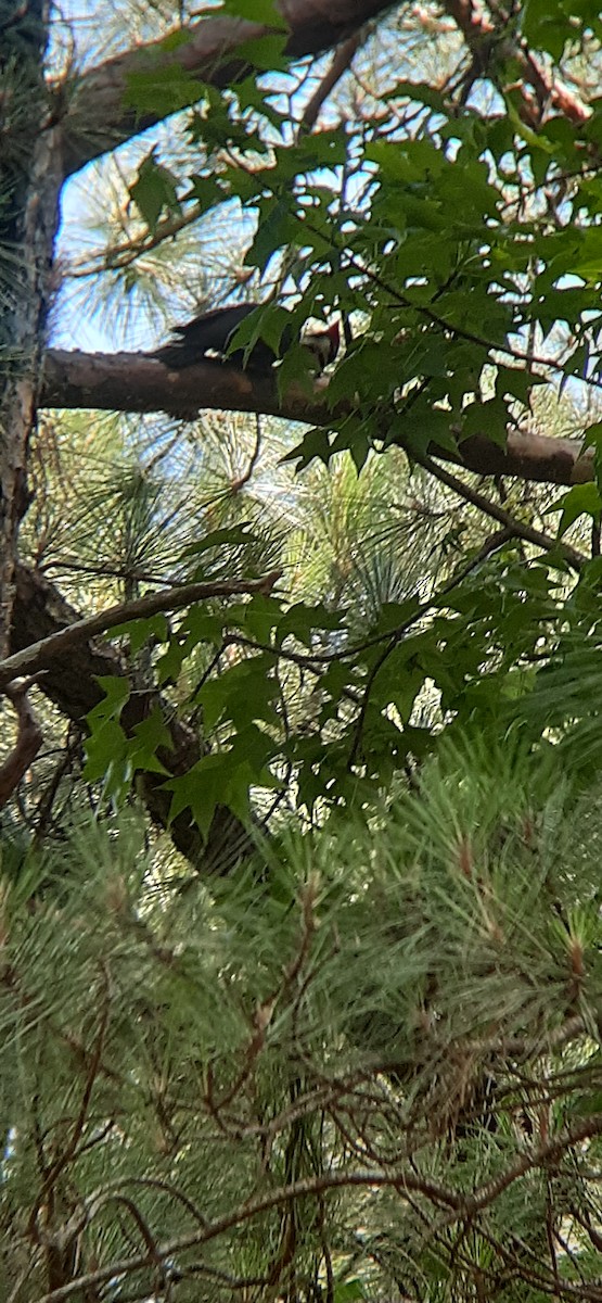 Pileated Woodpecker - ML456842381