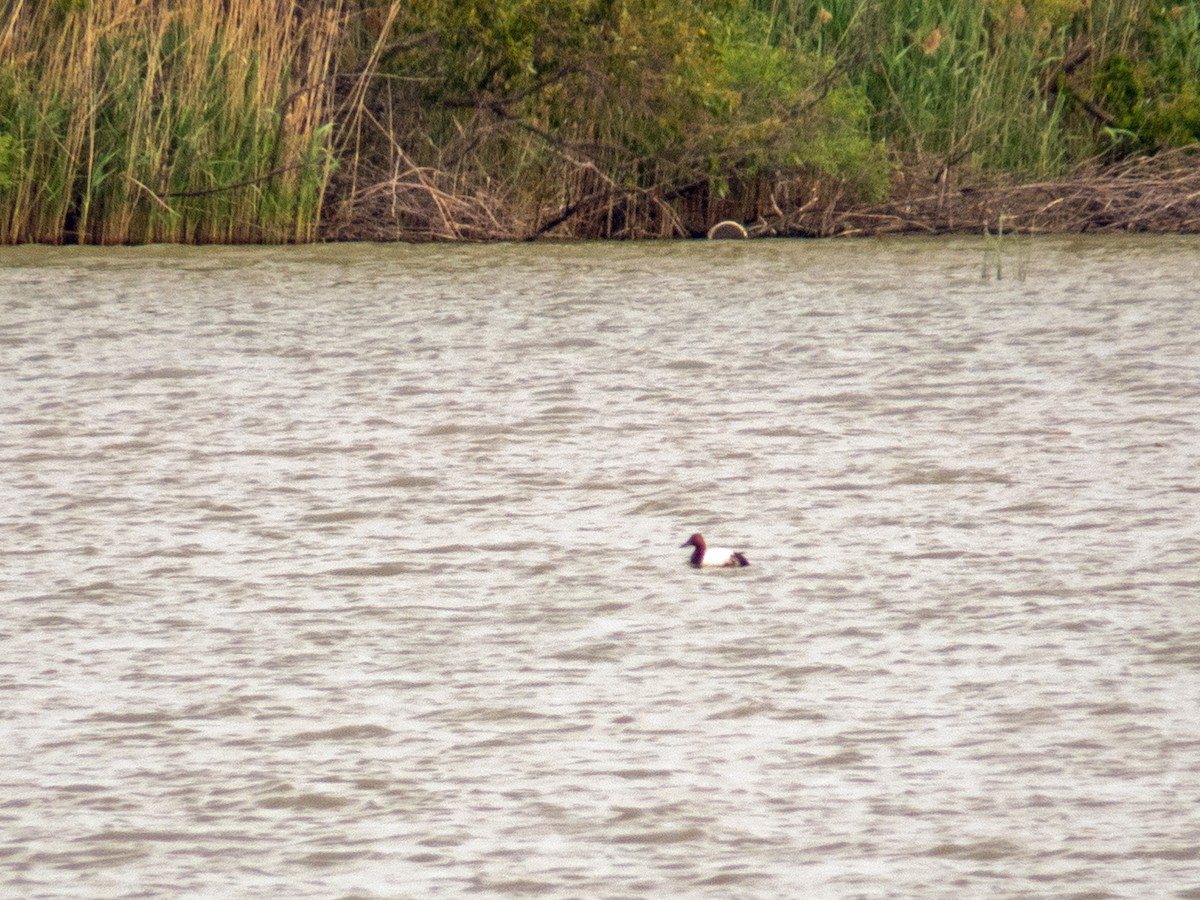 Canvasback - ML456842431