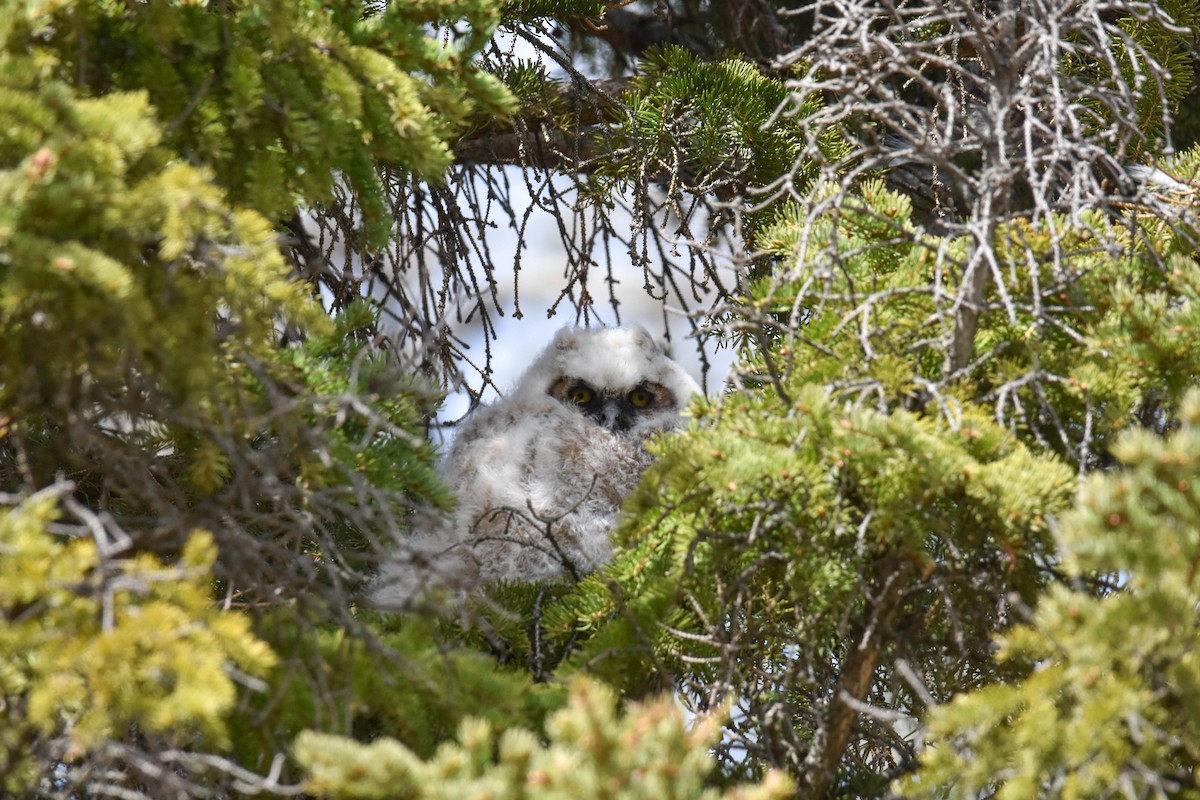 Great Horned Owl - ML456845781