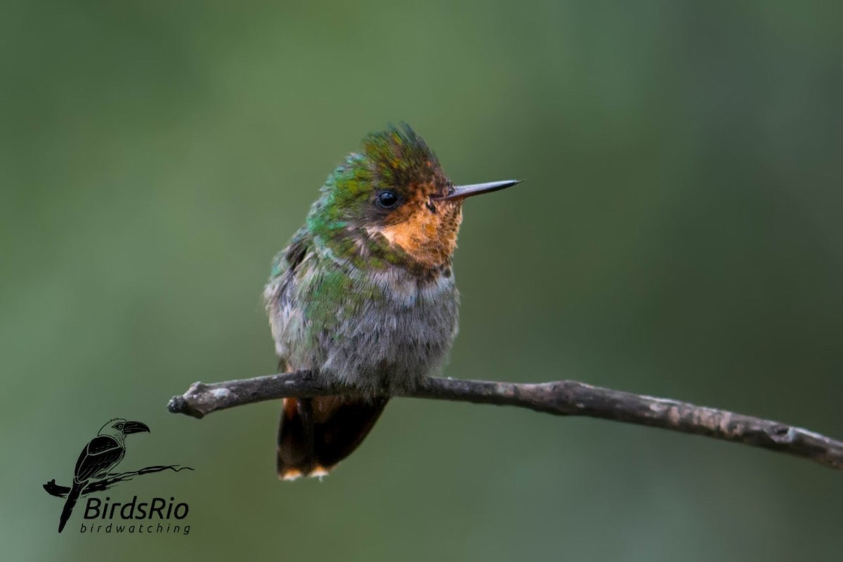 Frilled Coquette - Hudson - BirdsRio