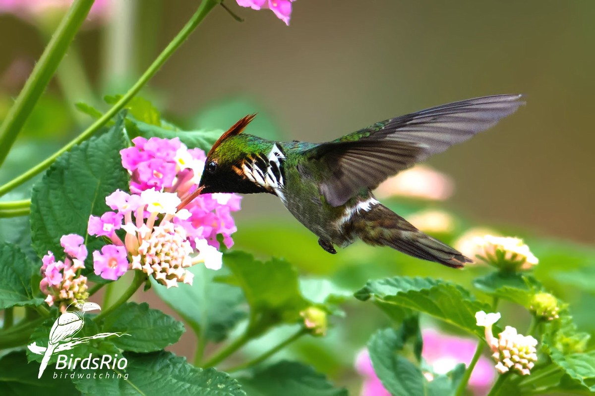 Frilled Coquette - ML45684681