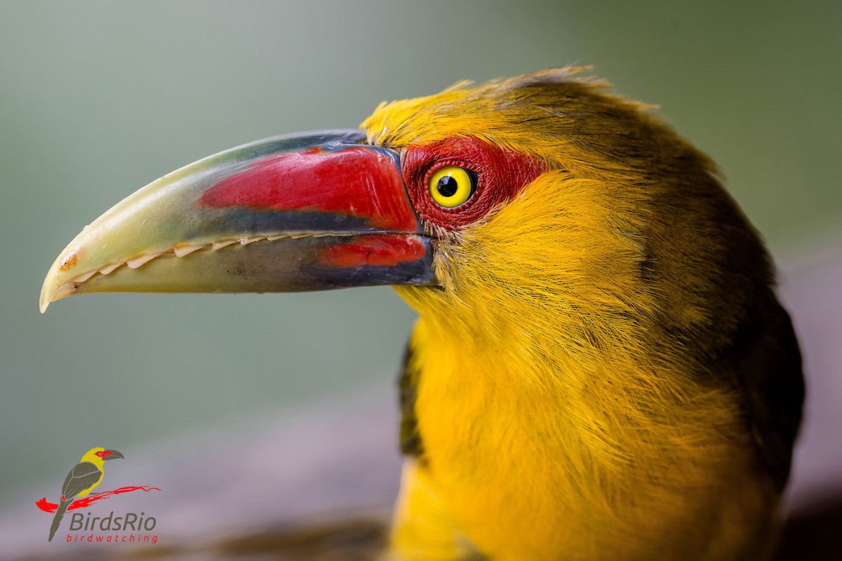 Saffron Toucanet - ML45684821