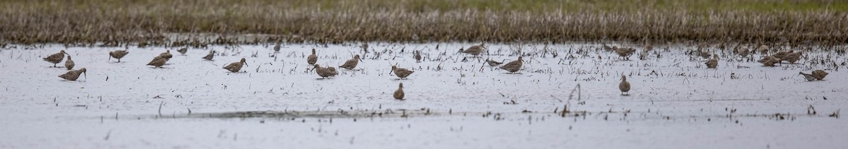 Willet - ML456849071