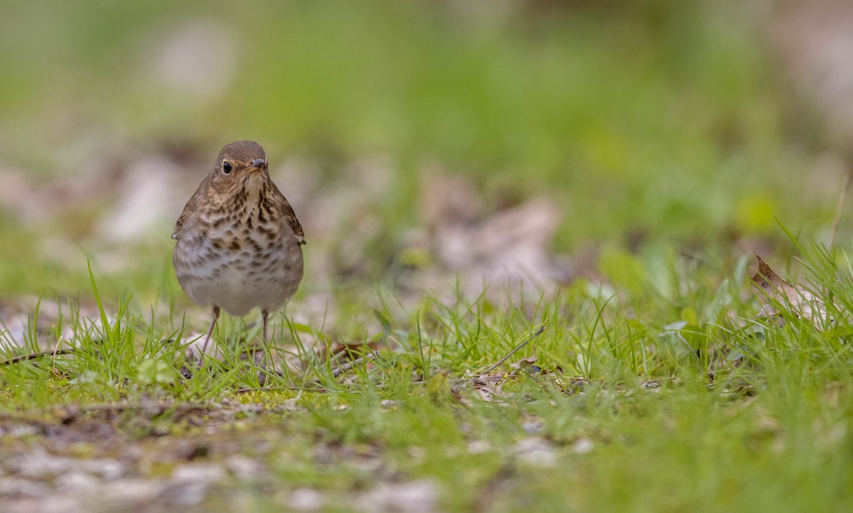 Swainson's Thrush - ML456849701