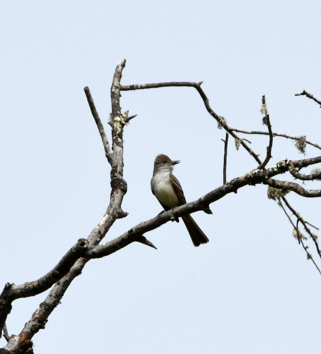 Ash-throated Flycatcher - ML456851811