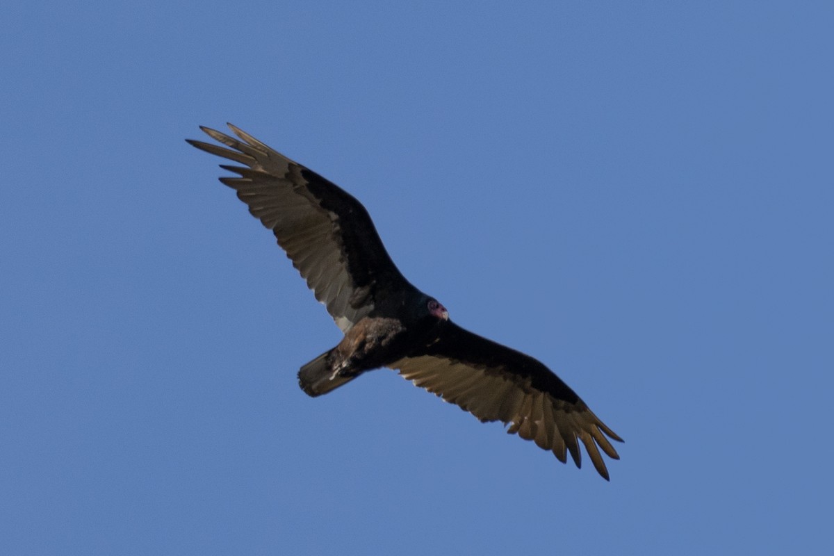Turkey Vulture - ML456851831