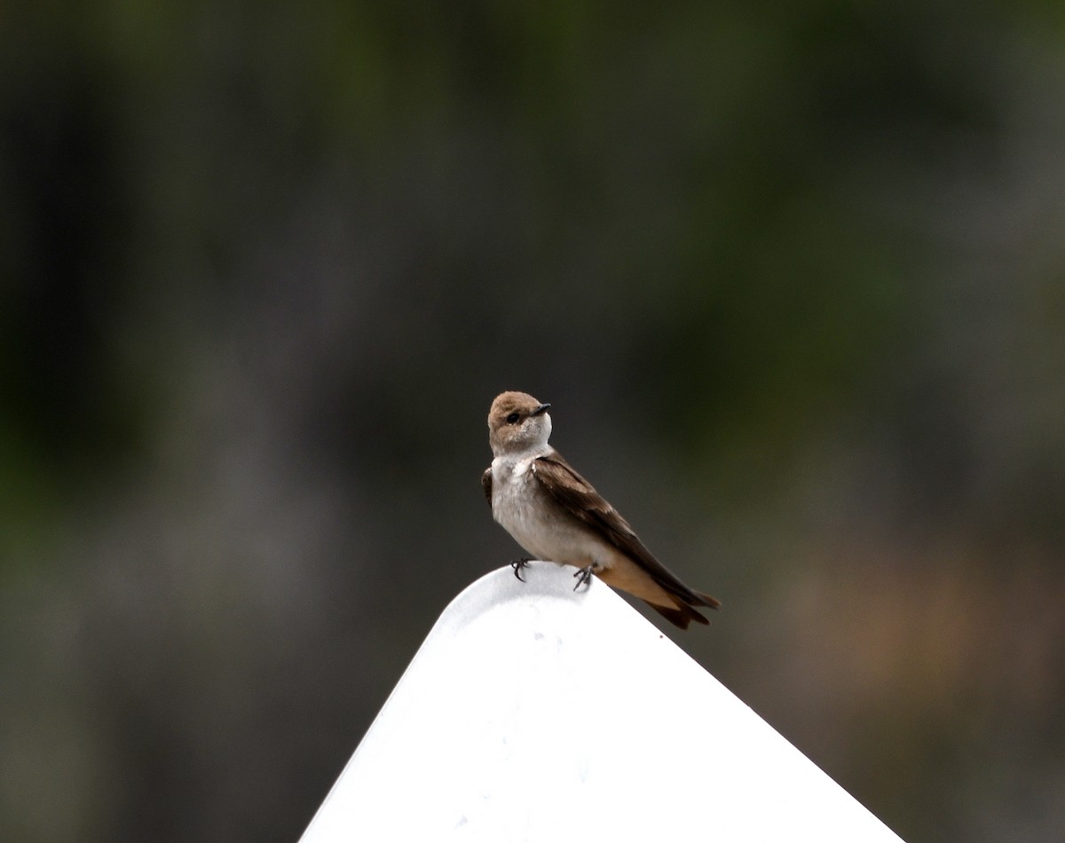 Northern Rough-winged Swallow - ML456852261