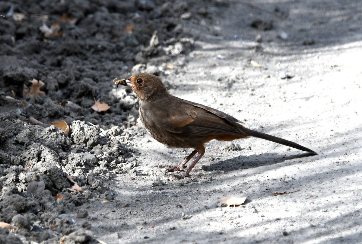 California Towhee - ML456852501