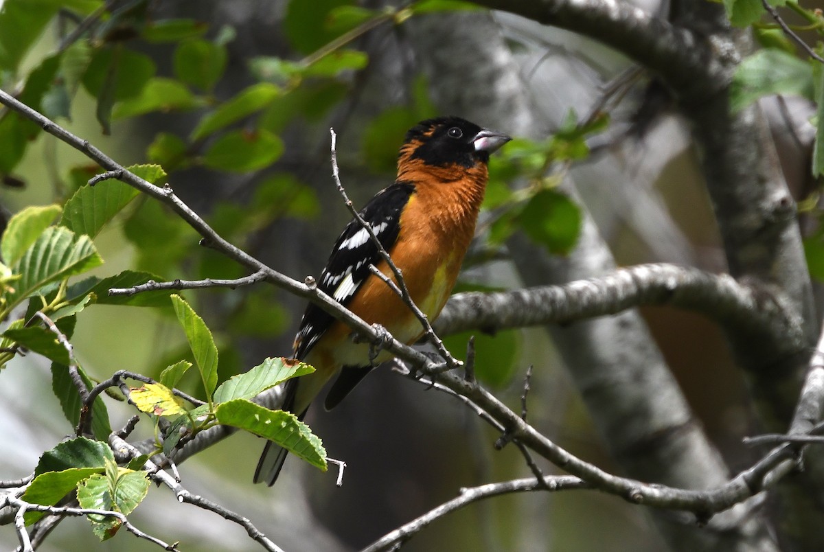 Black-headed Grosbeak - ML456852631