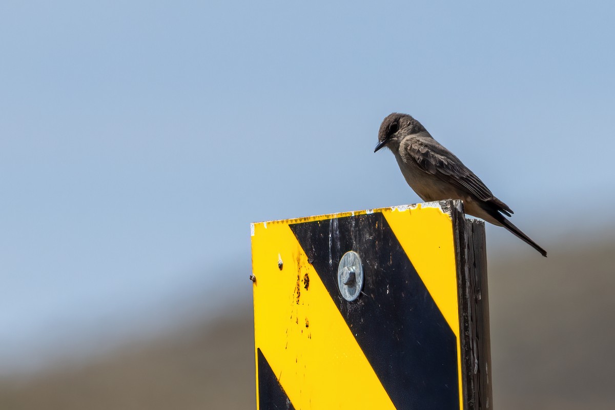 Say's Phoebe - ML456853561