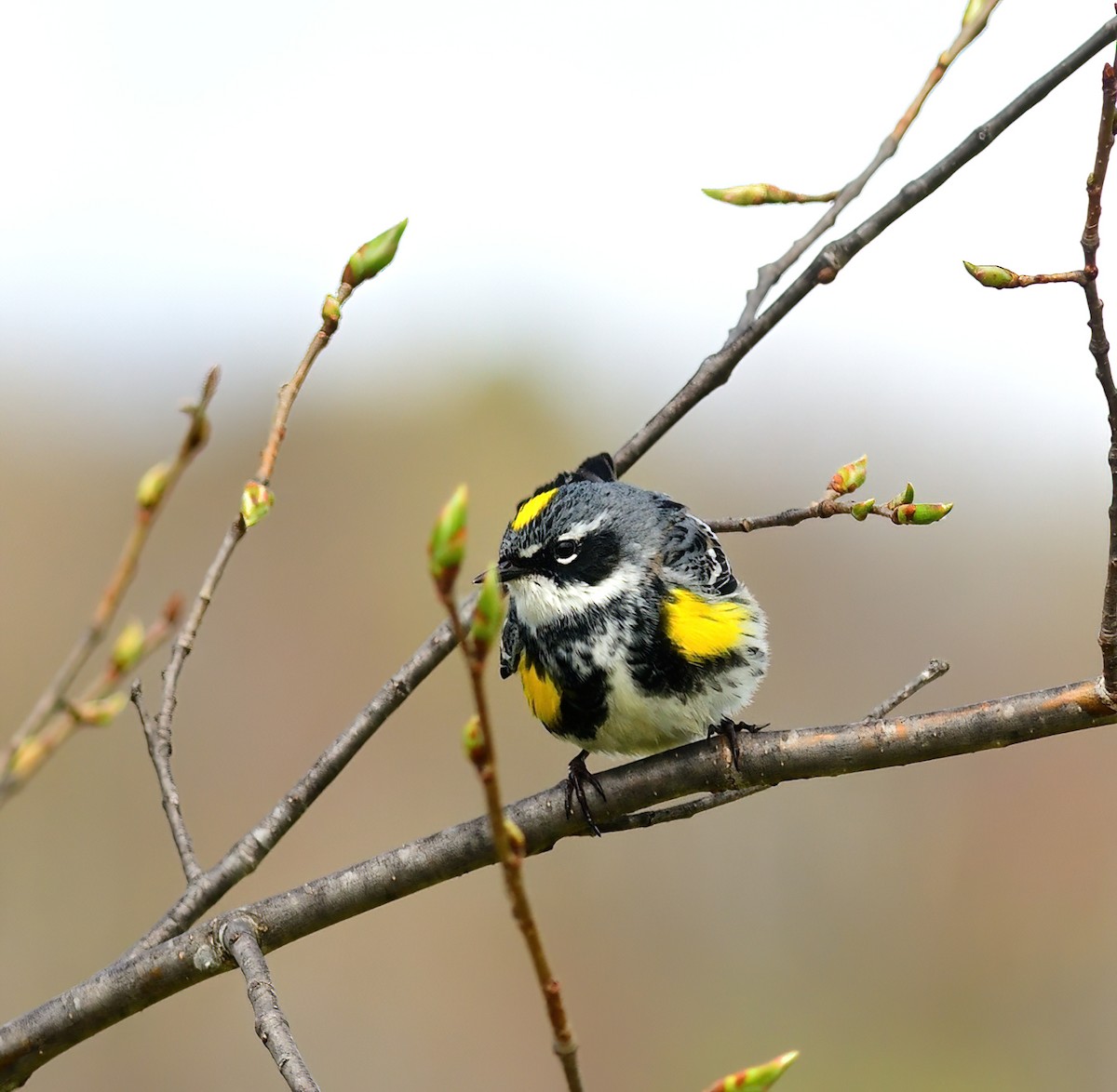 Yellow-rumped Warbler (Myrtle) - ML456854081