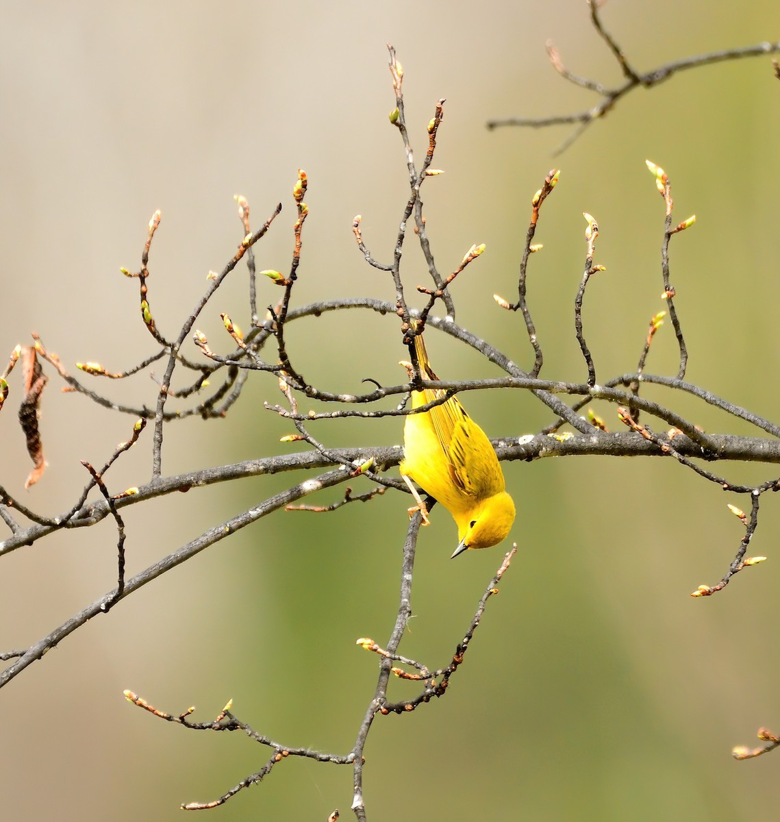 Yellow Warbler - ML456854171