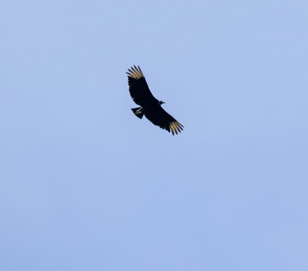 Black Vulture - ML456854271