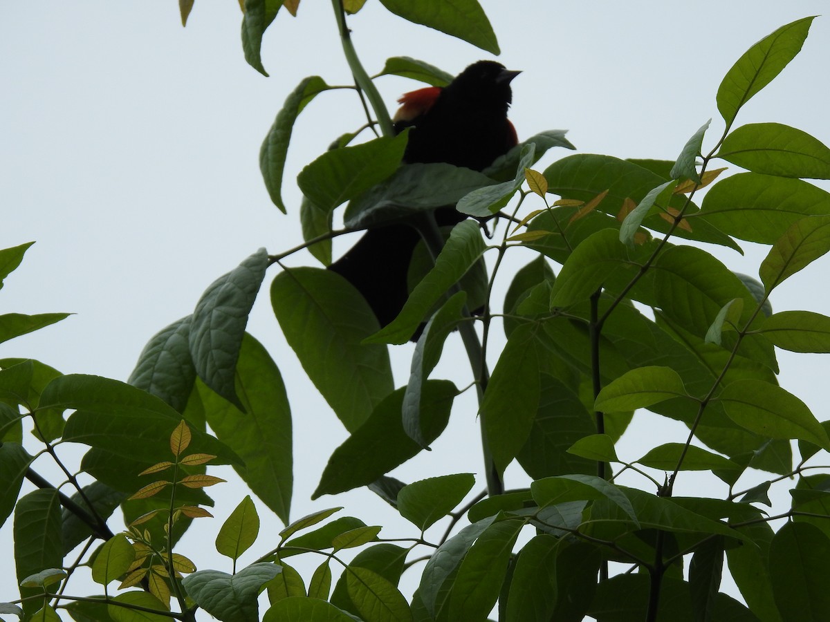 Red-winged Blackbird - ML456855291