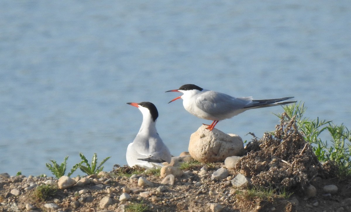 燕鷗 - ML456856571