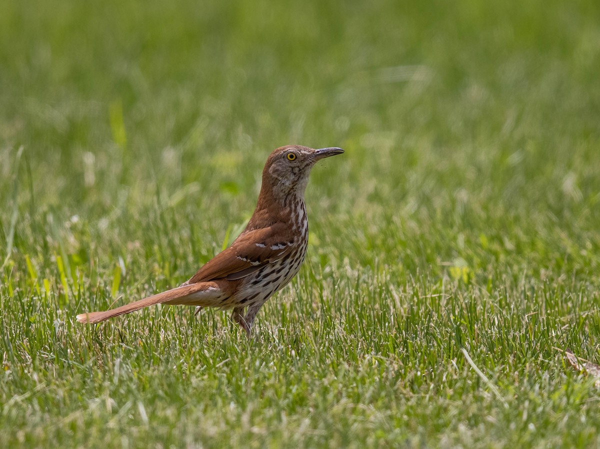 Brown Thrasher - ML456857421