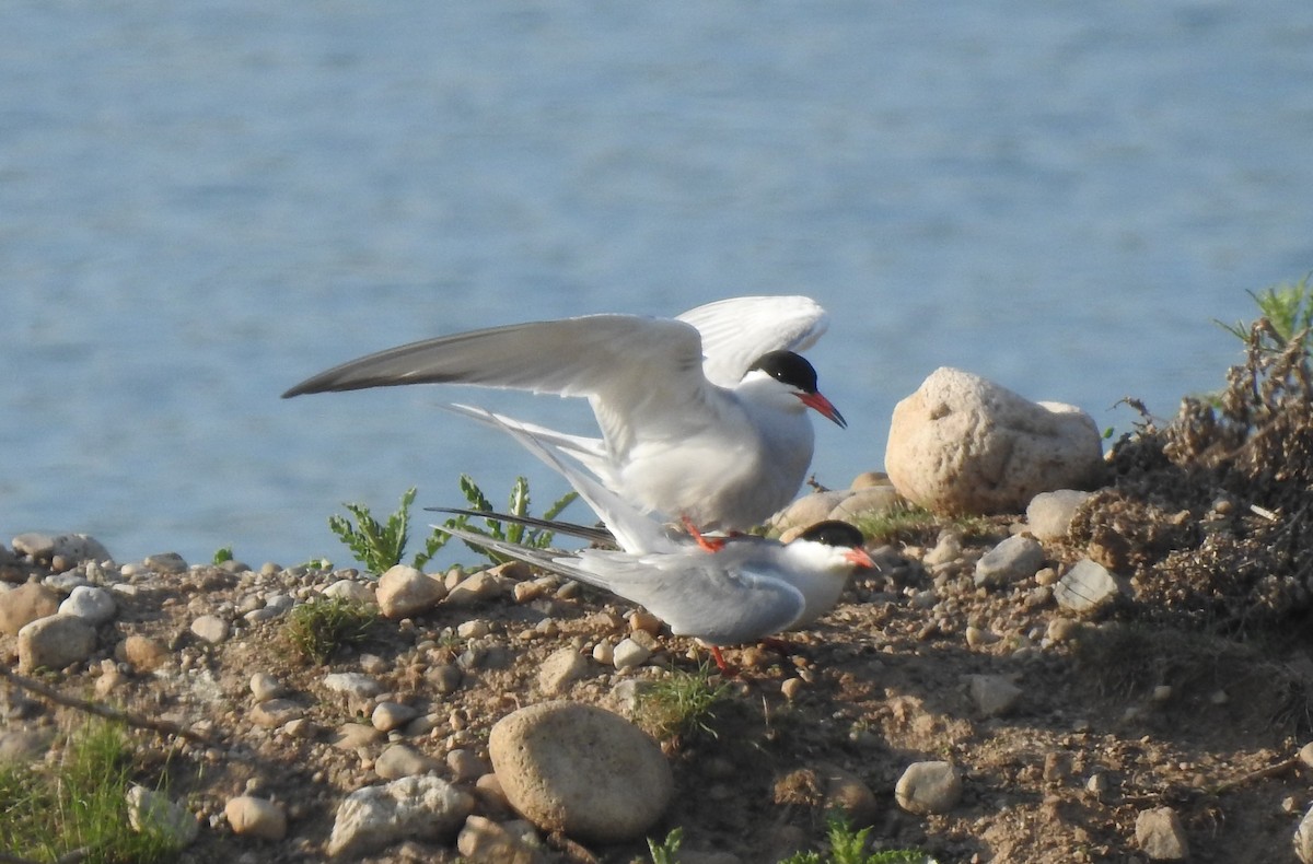 燕鷗 - ML456858181