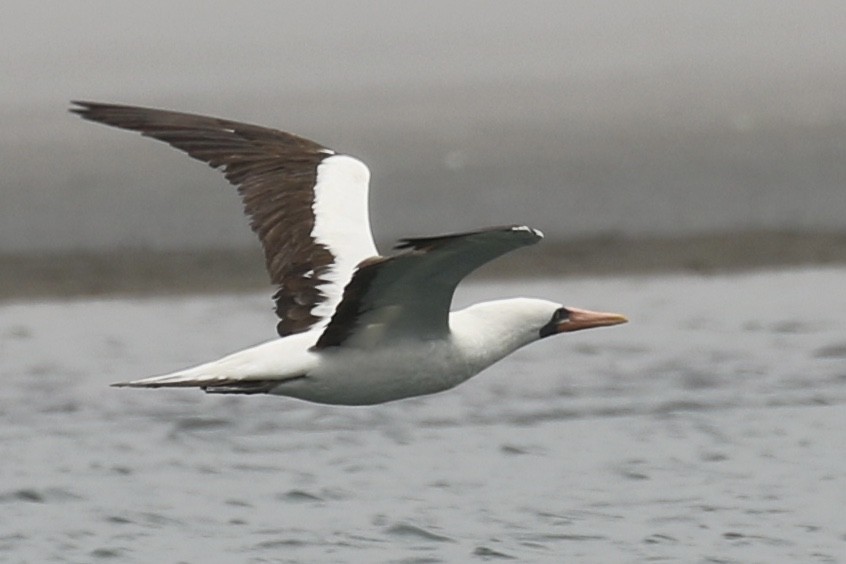 Fou de Grant - ML456859601