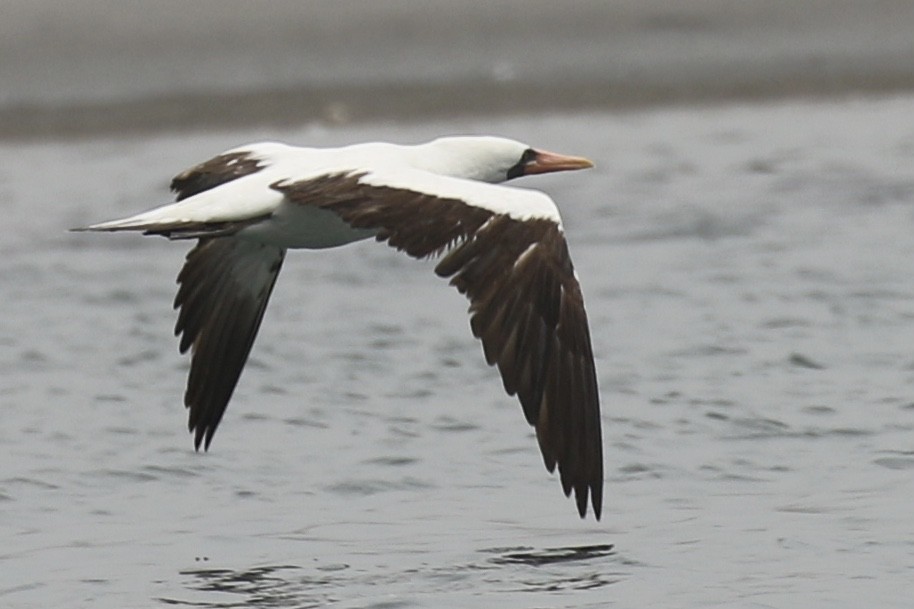 Nazca Booby - ML456859611