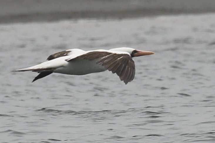 Nazca Booby - ML456859621