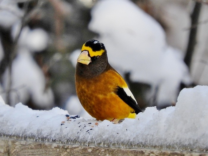 Evening Grosbeak - Gillian Mastromatteo