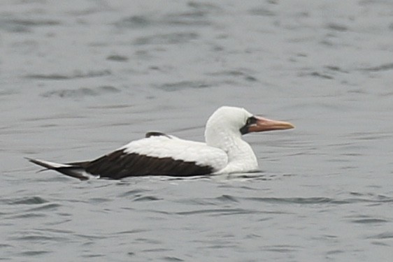 Fou de Grant - ML456859861