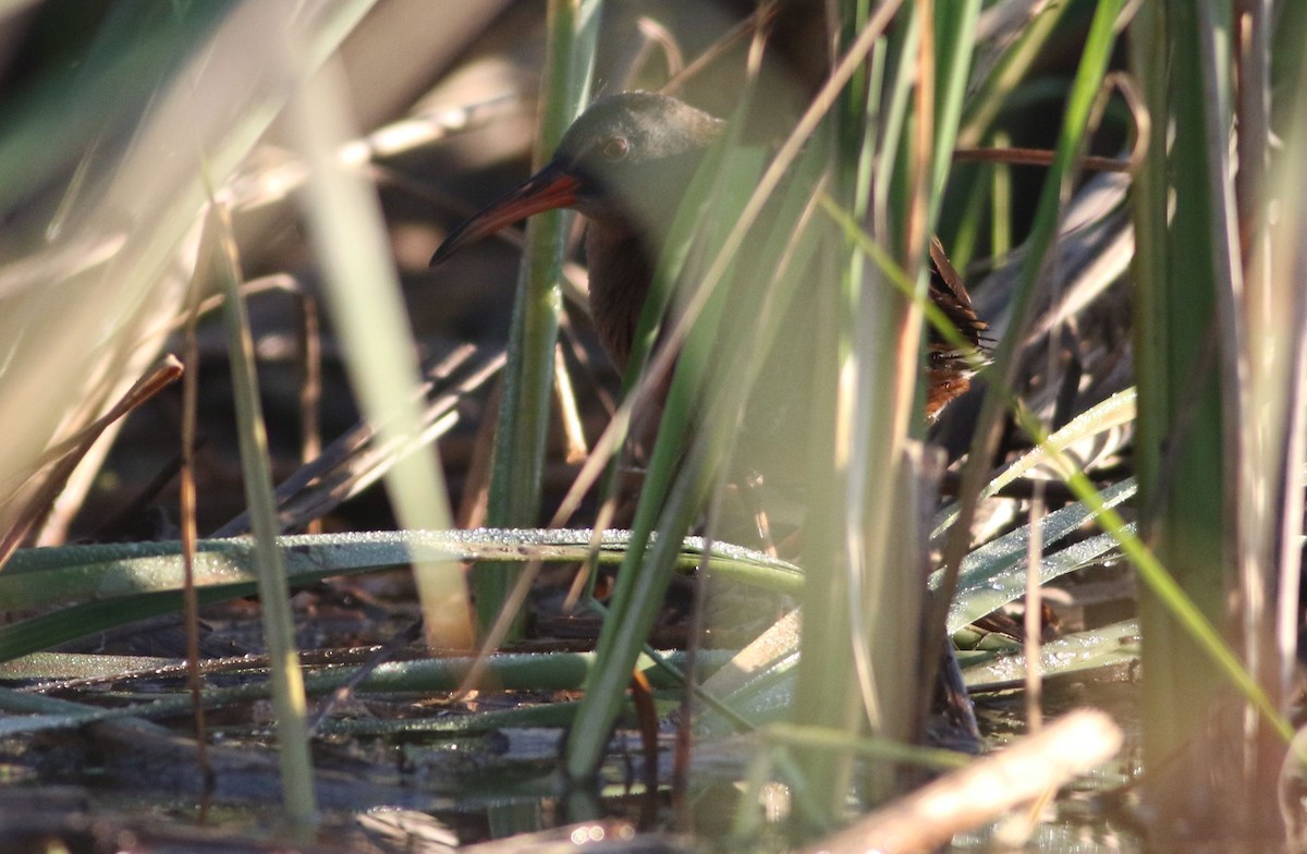 Virginia Rail - ML456859921