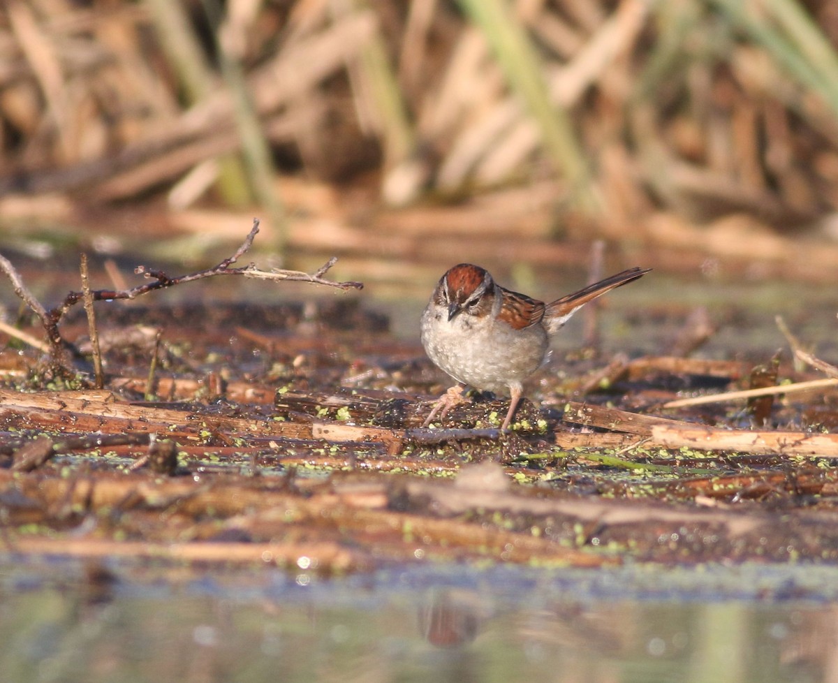 Swamp Sparrow - ML456860061