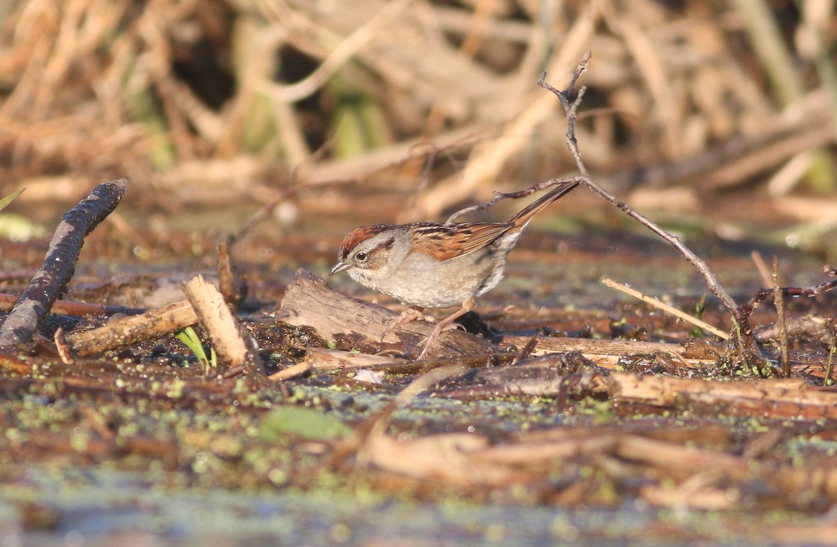 Swamp Sparrow - ML456860081