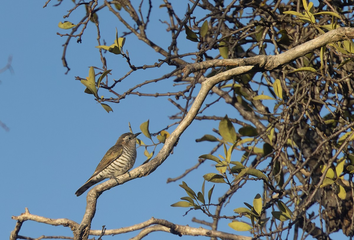 Horsfield's Bronze-Cuckoo - ML456860901