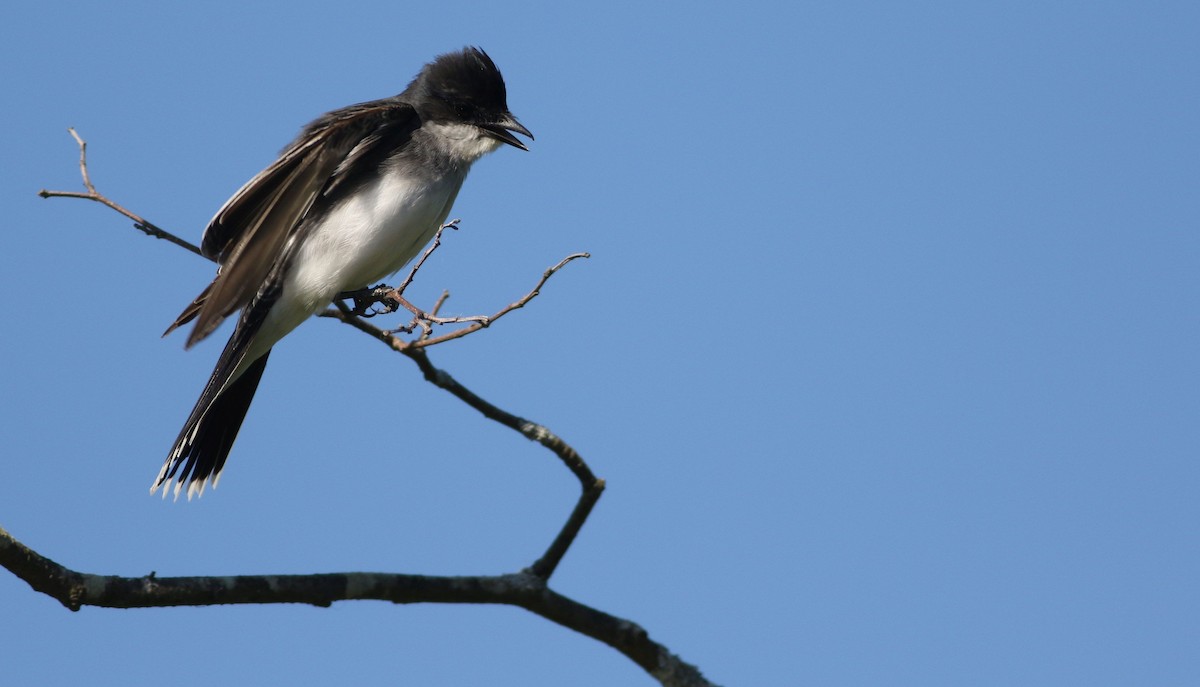 Eastern Kingbird - ML456860991