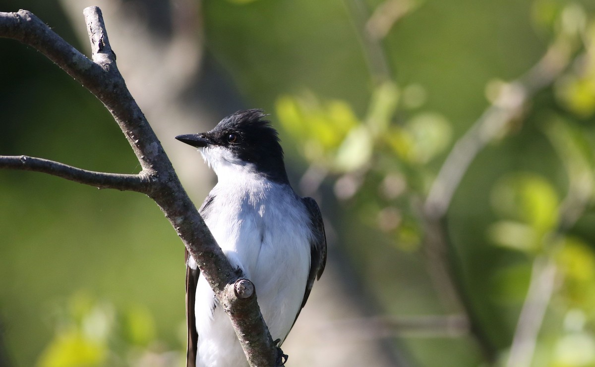 Eastern Kingbird - ML456861001