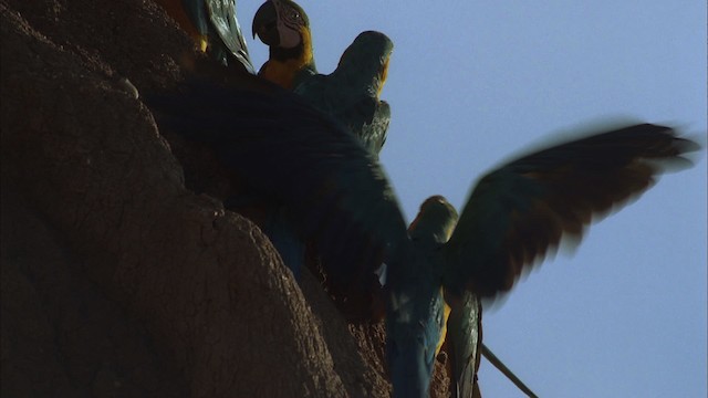 Blue-and-yellow Macaw - ML456863