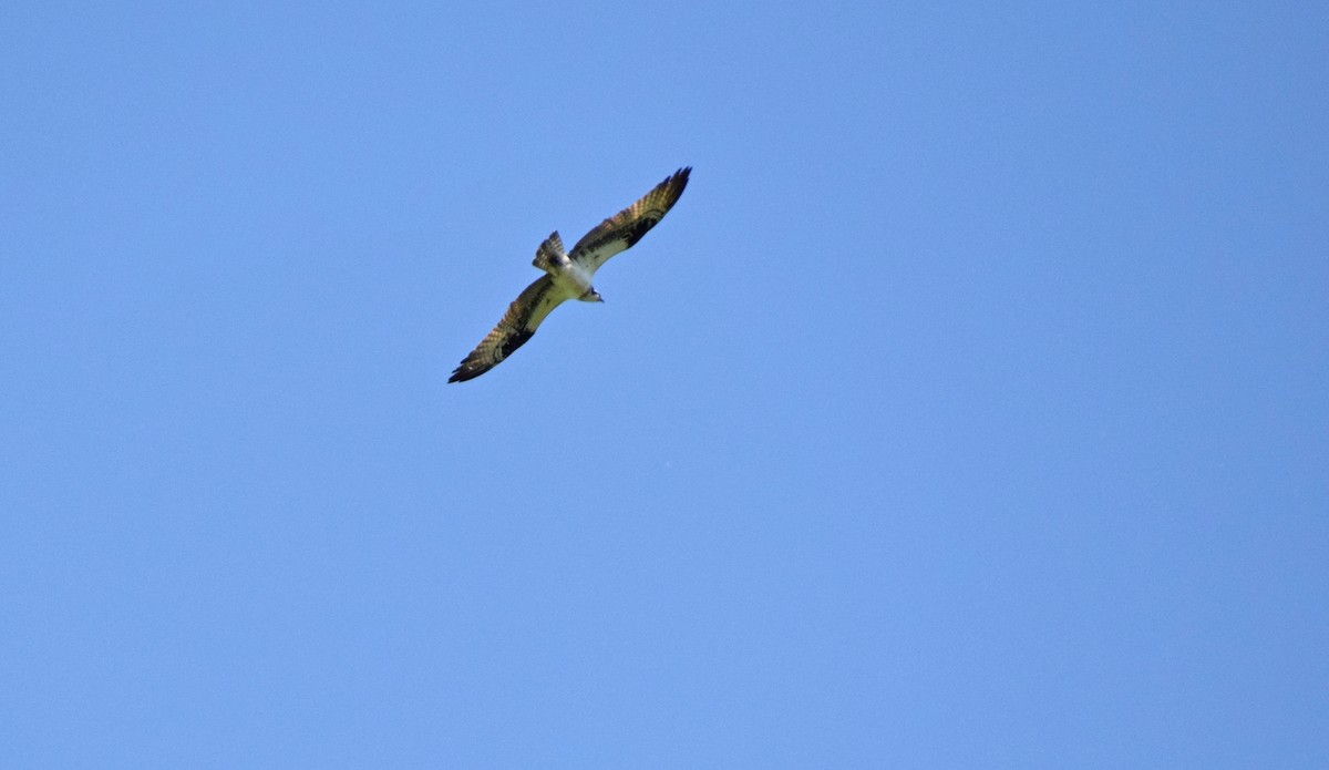 Águila Pescadora - ML456863851