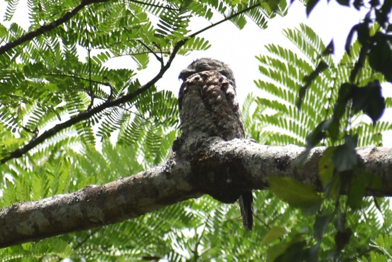 Great Potoo - Adrian Romo Garcia