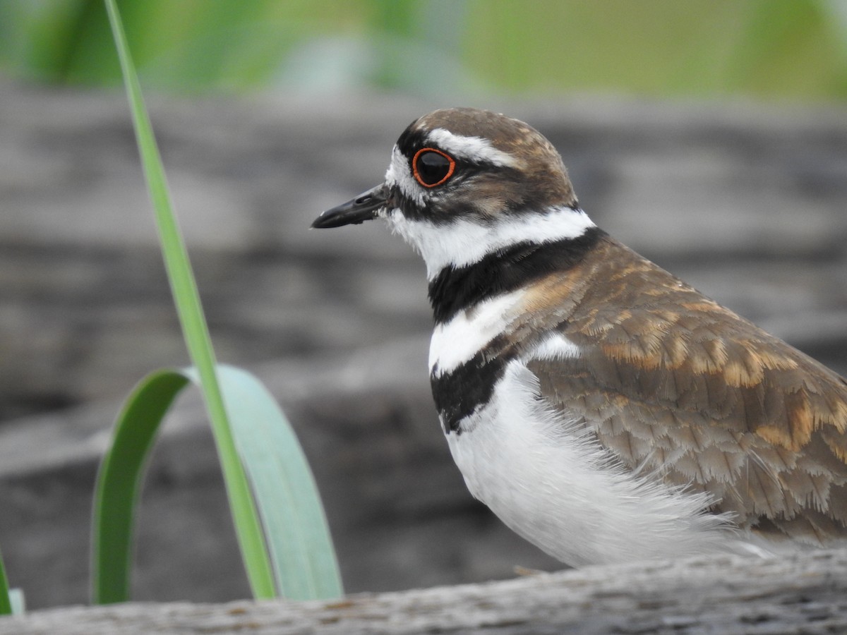 Killdeer - ML456865291