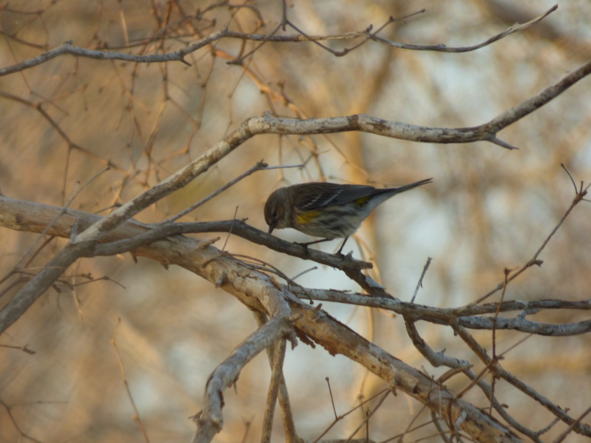 Yellow-rumped Warbler - ML45686811