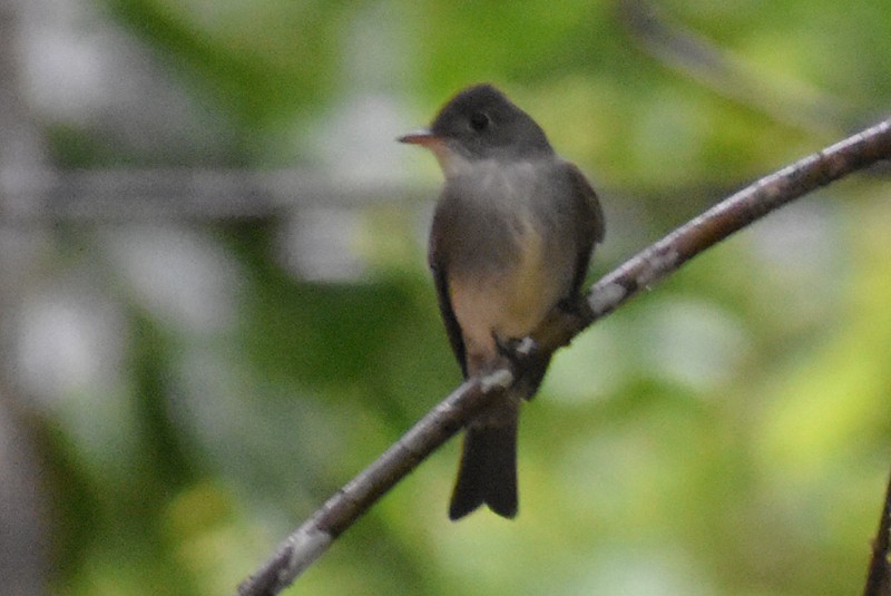 Northern Tropical Pewee - ML456871481