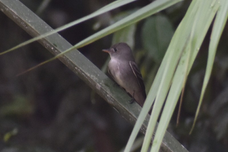 Northern Tropical Pewee - ML456871491