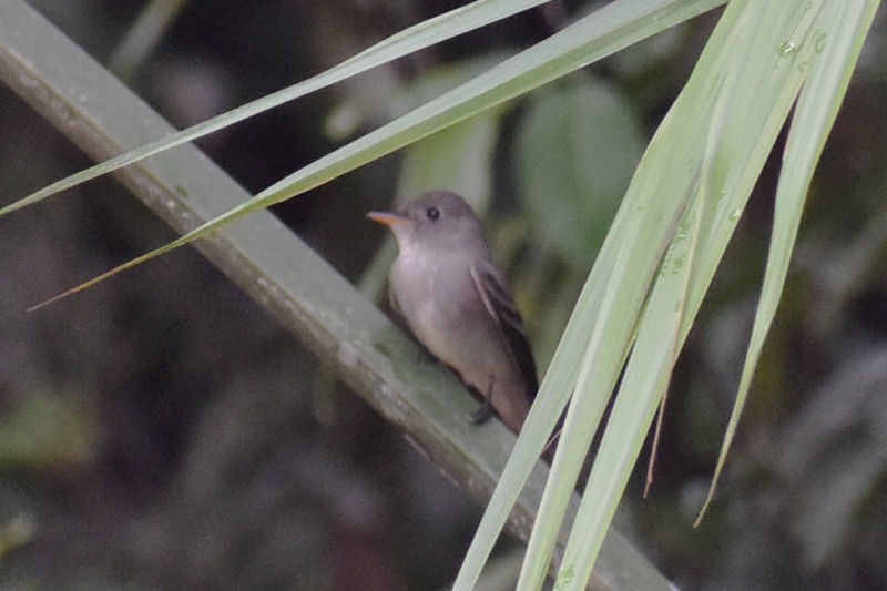 Northern Tropical Pewee - ML456871501