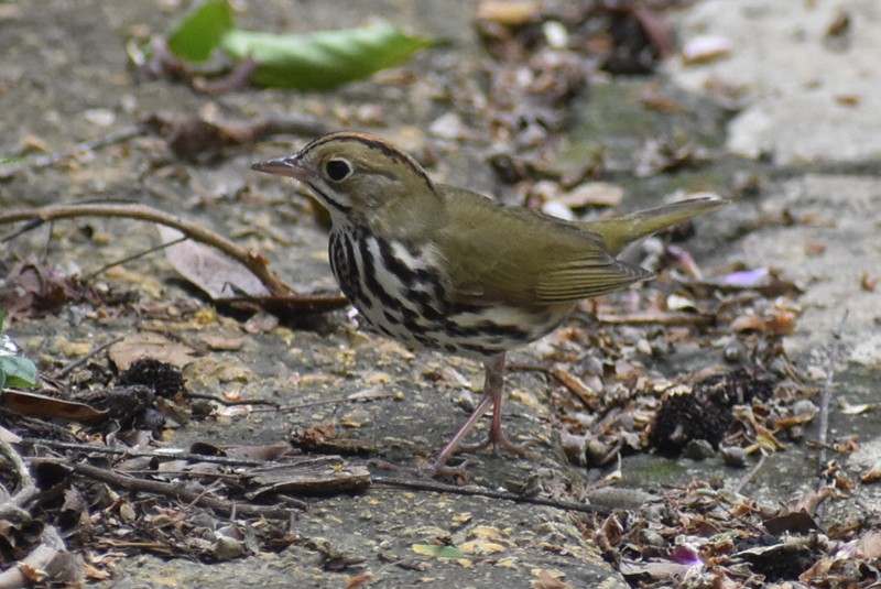 lesňáček zlatohlavý - ML456873091