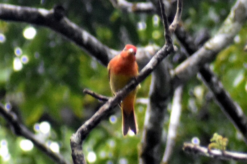 piranga ohnivá - ML456873301