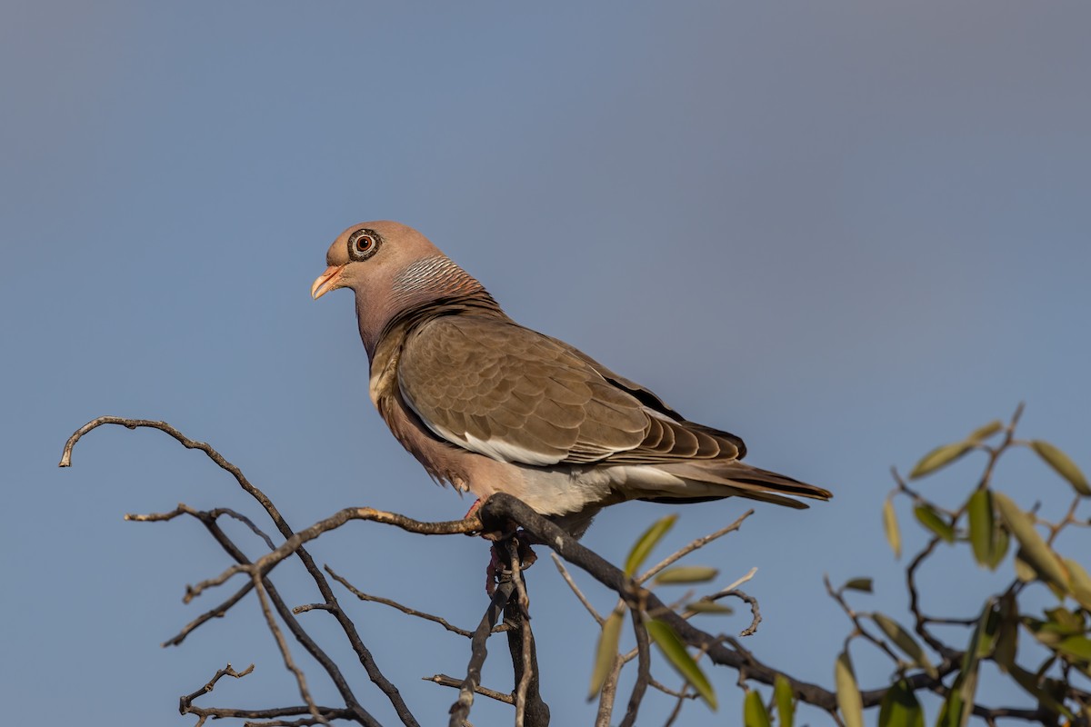 Bare-eyed Pigeon - Padu Franco