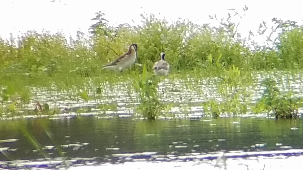 Wilson's Phalarope - ML456874191